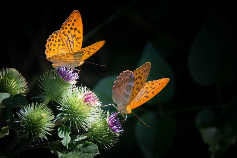 Butterfly in nature